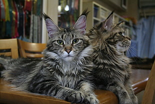 two grey tabby cats inside well lit room HD wallpaper