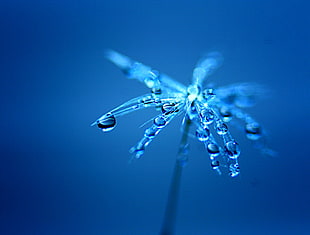 macro photography of drops of water on flower