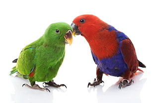 two green and red parrots