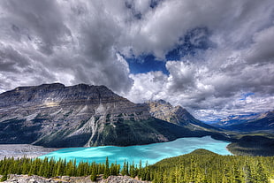 gray rocky mountain near lake and green forest, peyto lake, icefields parkway, canada HD wallpaper