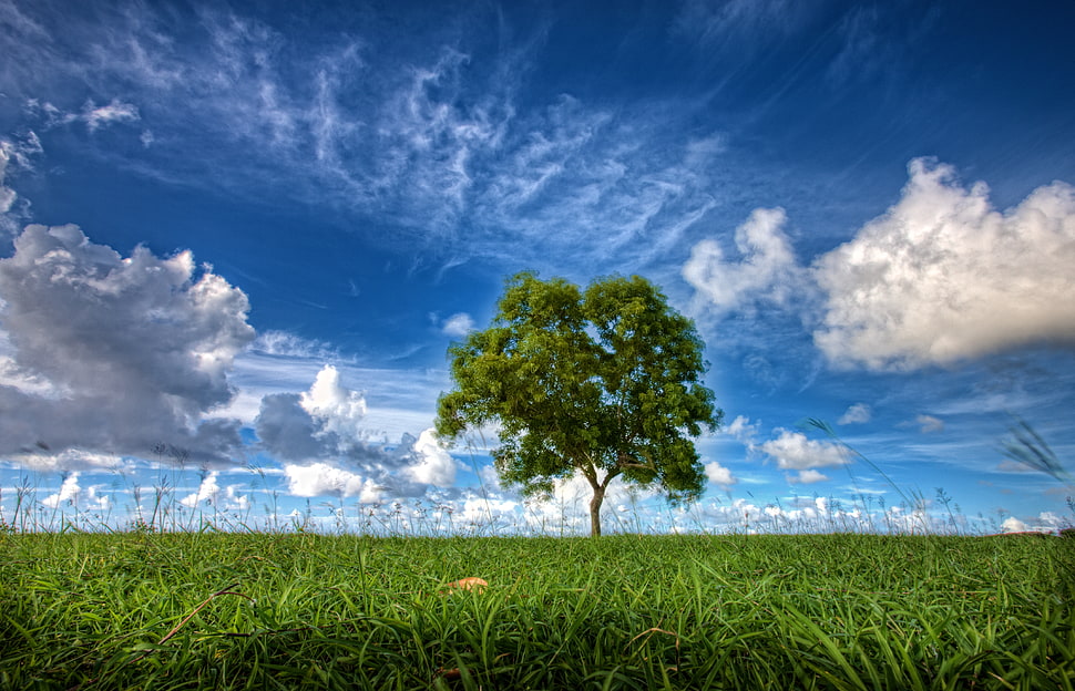 lone tree under calm day HD wallpaper