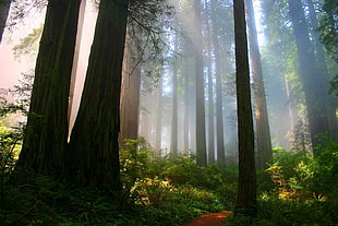 green bushes and trees, nature, forest, path