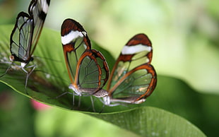 tilt shift lens photography of brown butterflies