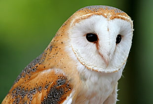 selective focus photography of brown and white barn owl