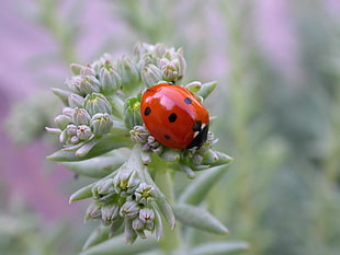 close up photo of Ladybug on flowers