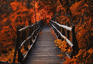 photo of gray wooden bridge between trees HD wallpaper