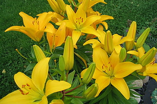 photo of yellow petaled flowers