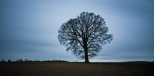 bare tree on vignette photography