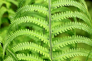 selective focus photography of fern leaf plant HD wallpaper