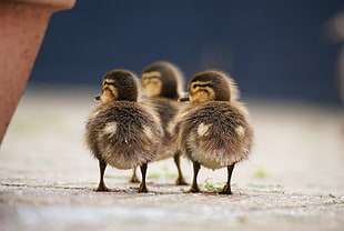 selective focus photography of three ducklings