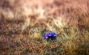 blue petaled flowers, flowers, grass, nature, blue flowers HD wallpaper