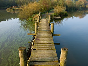 brown wooden dock in front of green leaf plants at daytime