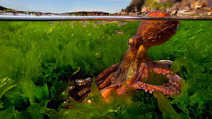 brown octopus, nature, green, animals, octopus HD wallpaper