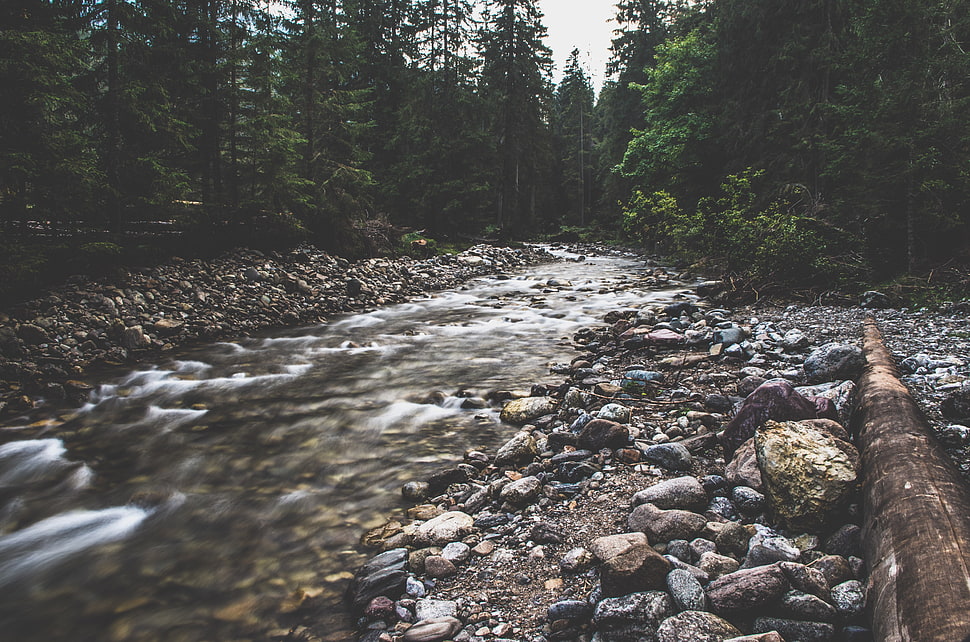 assorted-color rive rocks, forest, river, rocks, nature HD wallpaper
