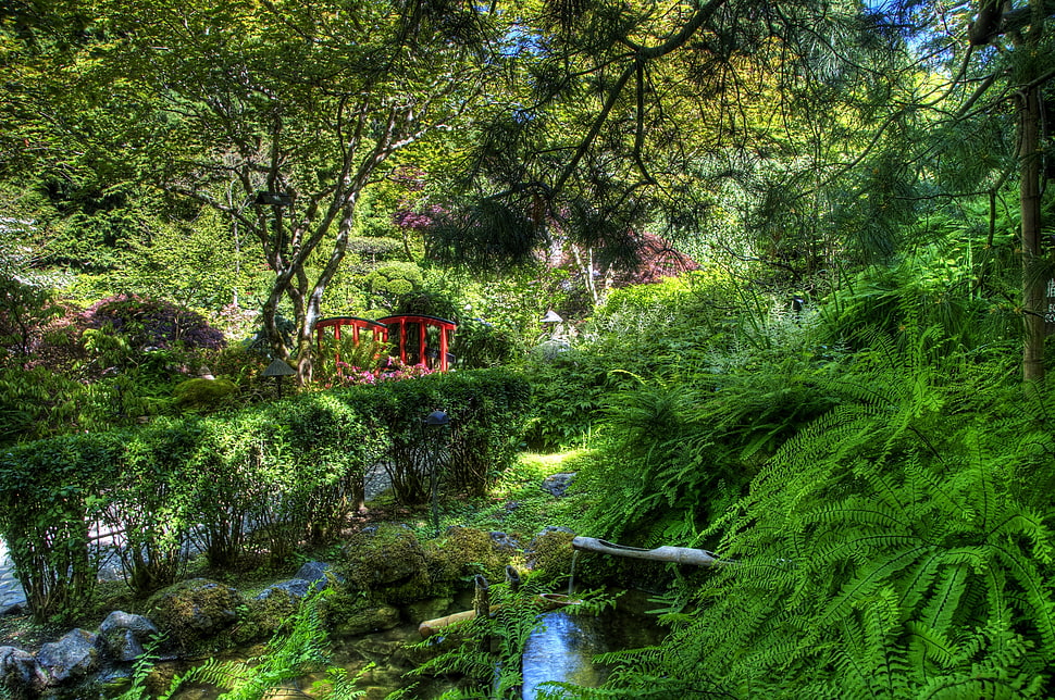 green leaf plants on garden surrounding red bench HD wallpaper