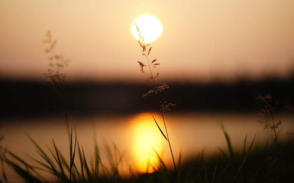 brown leaves during sunset HD wallpaper