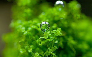 shallow focus of raindrops