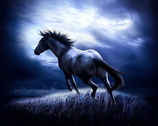 gray and blue horse running graphic wallpaper