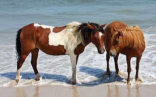 two horses standing on seashore