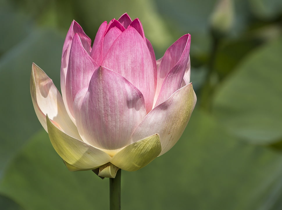 pink and white lotus flower HD wallpaper