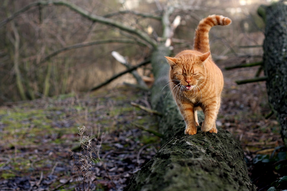 orange Tabby cat HD wallpaper