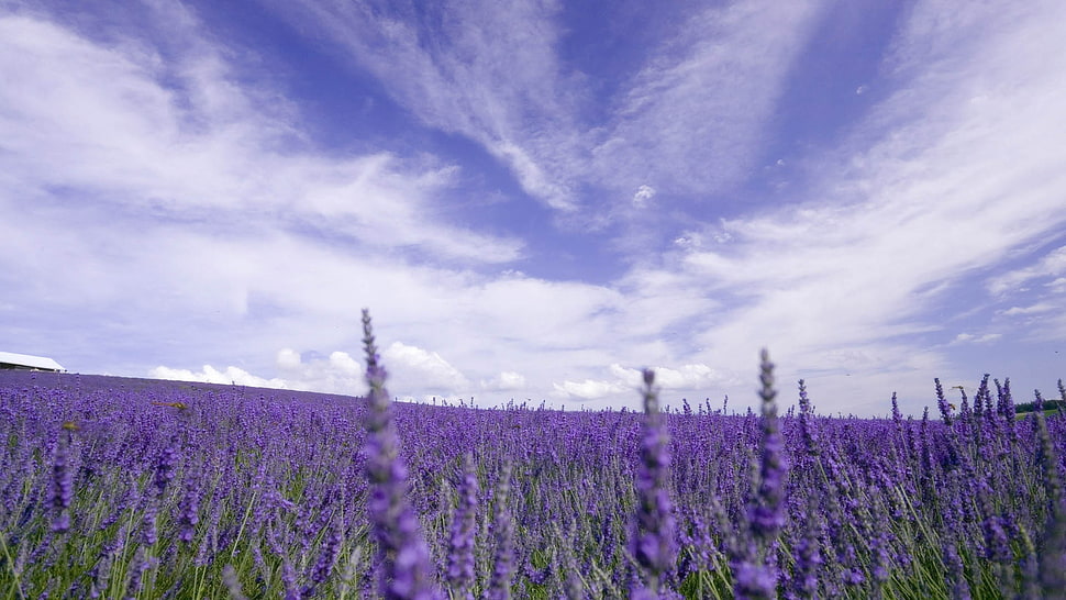 landscape photo of purple flowers during daytime HD wallpaper