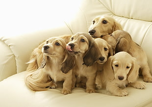 adult brown American cocker spaniel and puppy litter close-up photography
