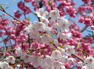 macro photography of Cherry Blossoms