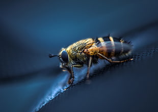micro photography Honeybee black surface