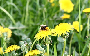 selective focus photography of bee on top of yellow flower
