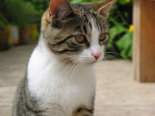 shallow focus photography of white and brown cat