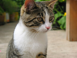 shallow focus photography of white and brown cat HD wallpaper