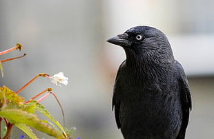 black short-beaked bird, Raven, Bird, Black