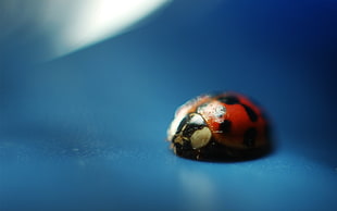 macro photography of ladybug