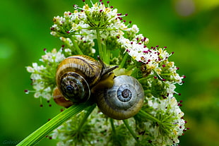 two brown snails on white clustered flowers in closeup photo at daytime