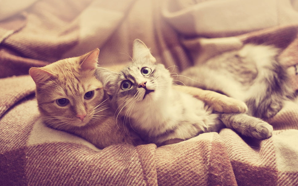 two brown and orange tabby cats, cat, pet, animals HD wallpaper
