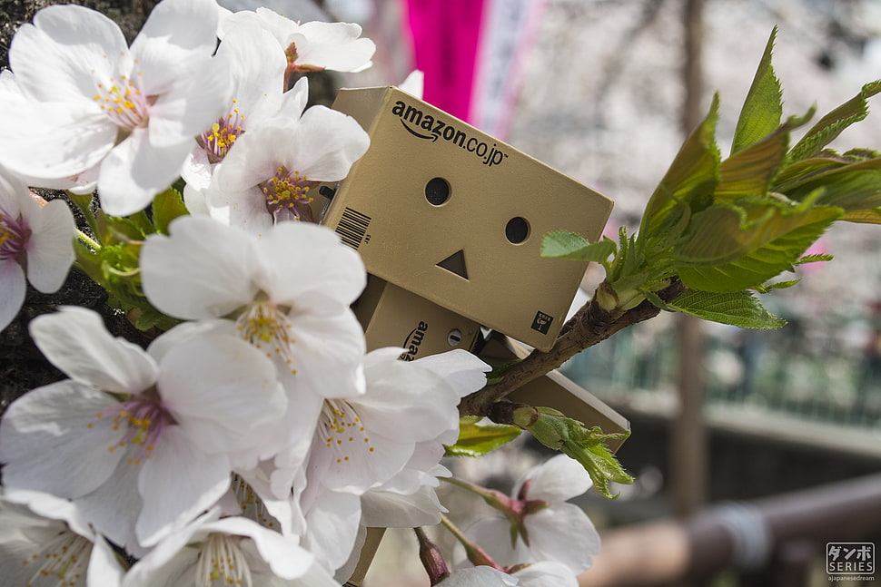 white petaled flower, Danbo, Amazon, cherry blossom, spring HD wallpaper