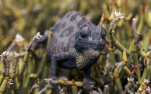 closeup photography of chameleon
