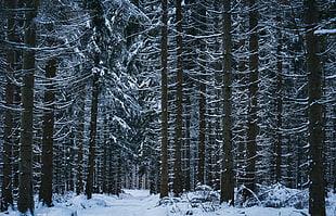 landscape photography of wintry forest during daytime HD wallpaper