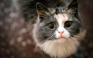 silver tabby kitten looking up HD wallpaper