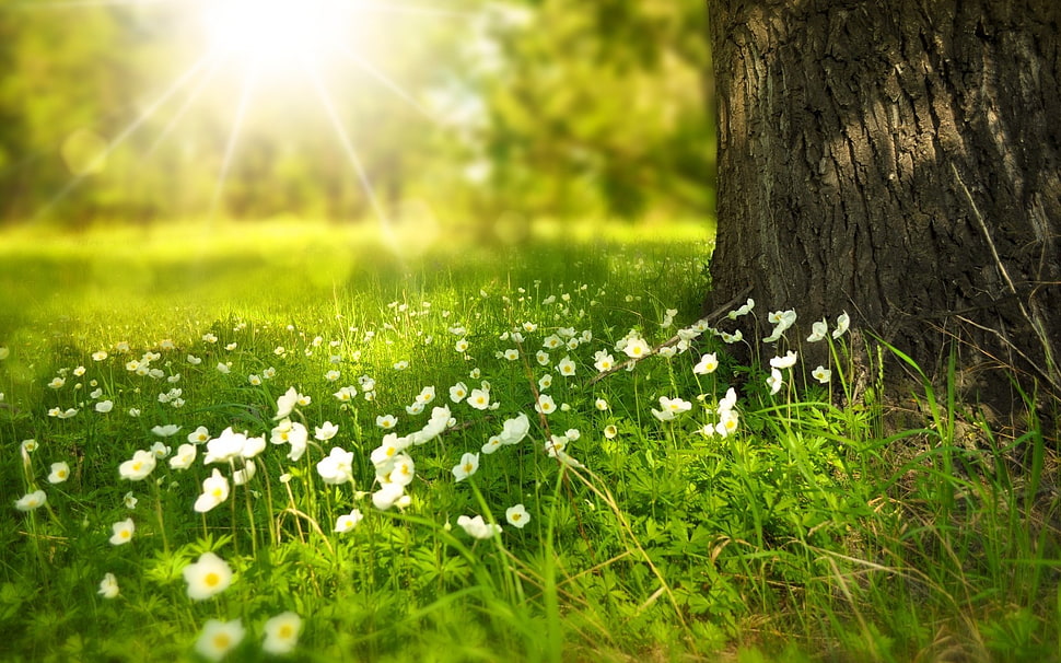 white petaled flowers, nature, flowers, plants HD wallpaper