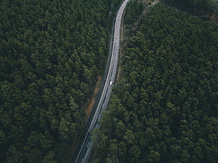 white car, Road, Trees, Top view