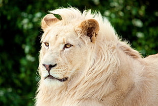 Lion closeup photography