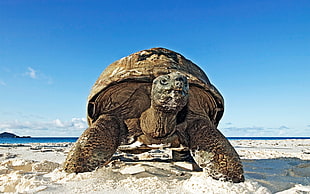 close up photo of a Tortoise
