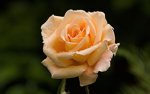yellow rose macro photography
