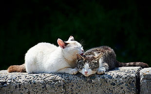 shallow focus photography of white and brown tabby cat on brown concrete stone