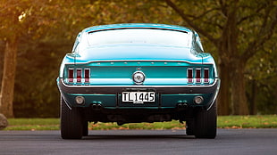 teal cat, muscle cars, car, Ford Mustang HD wallpaper