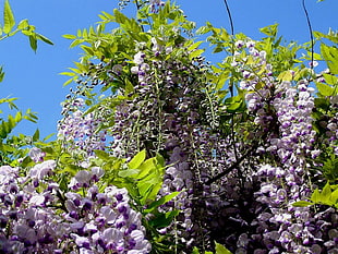 white-and-violet flowers on tree
