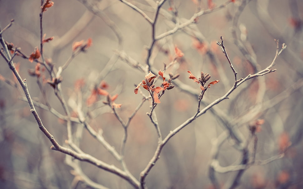 red flowers photography HD wallpaper
