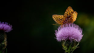 macro photo of a silver-washed fritillary butterfly on purple flower HD wallpaper